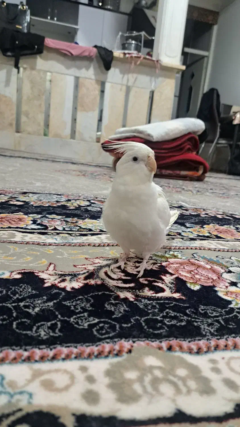 عروس آلبینو بالغ ماده دستی|پرنده|قم, نوبهار|دیوار