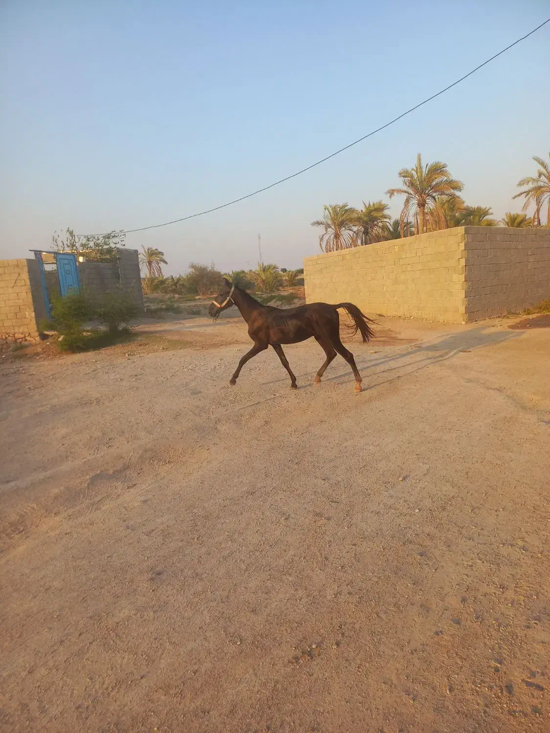 کره نر|اسب و تجهیزات اسب‌سواری|بندر گناوه, |دیوار