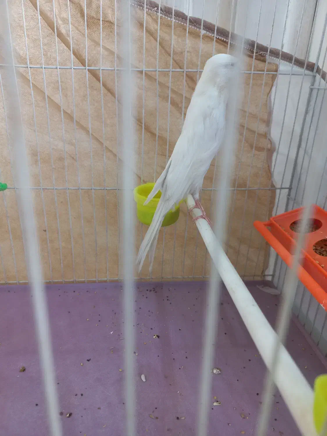 قناری کشیده بلند|پرنده|مشهد, حرم مطهر رضوی|دیوار