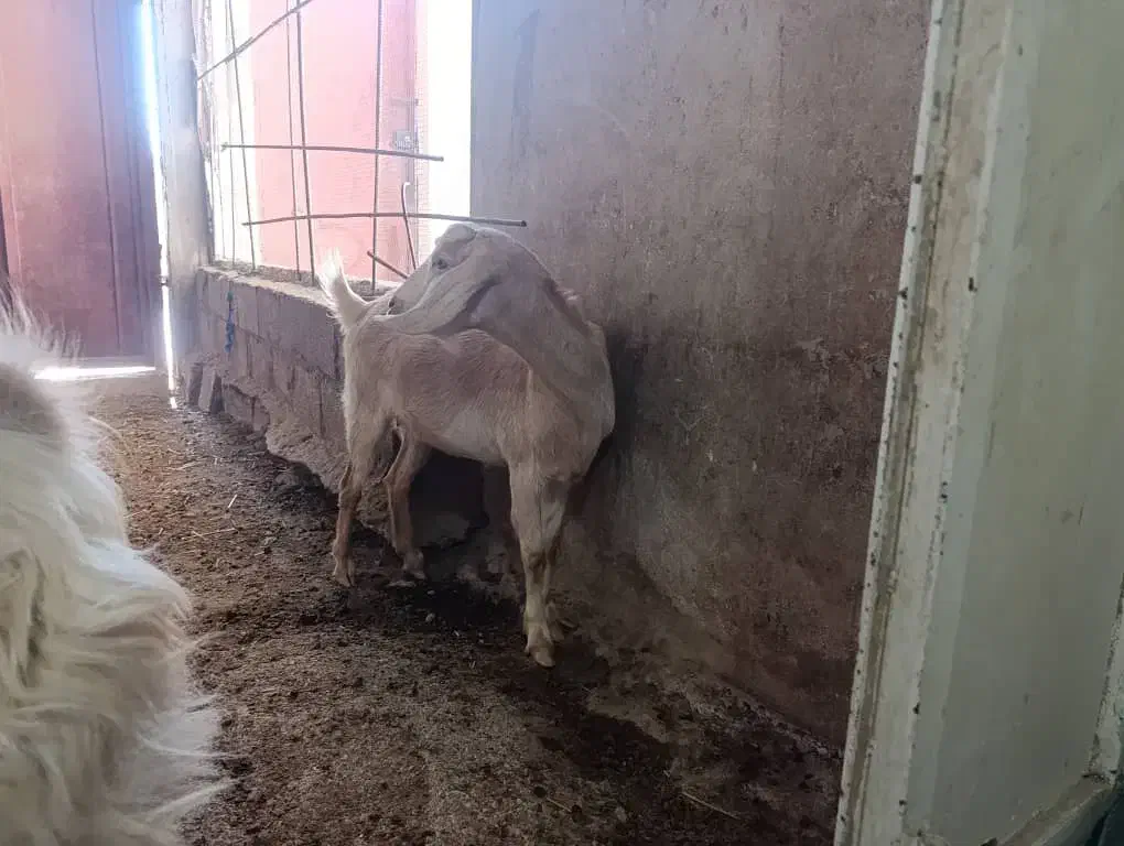 سه عدد بز با دوتا کهره نر|حیوانات مزرعه|خورموج, |دیوار