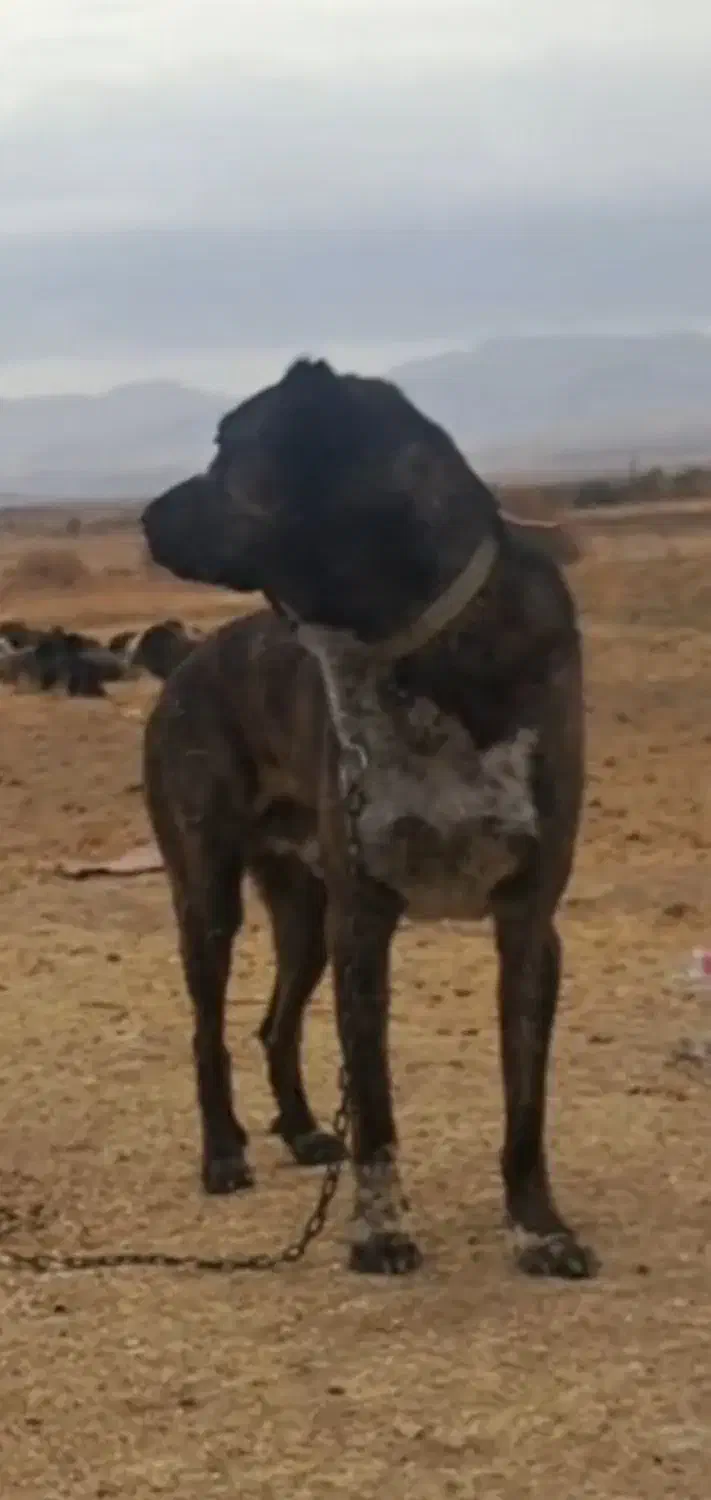 نر افقان|سگ|آبگرم, |دیوار