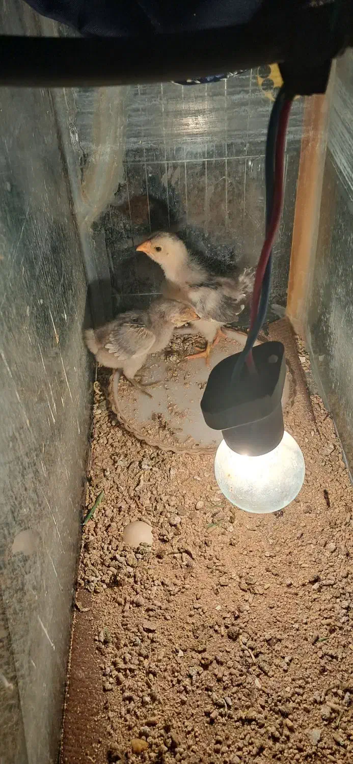 جوجه گلین|حیوانات مزرعه|زید آباد, |دیوار