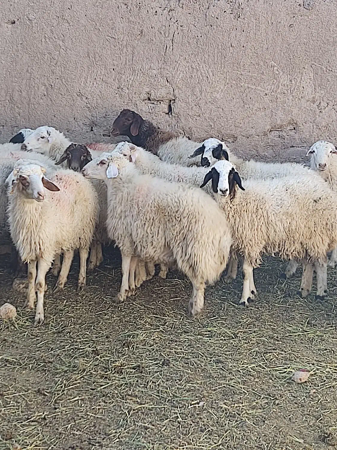 بره نر بومی زنده و کشتار|حیوانات مزرعه|برزک, |دیوار