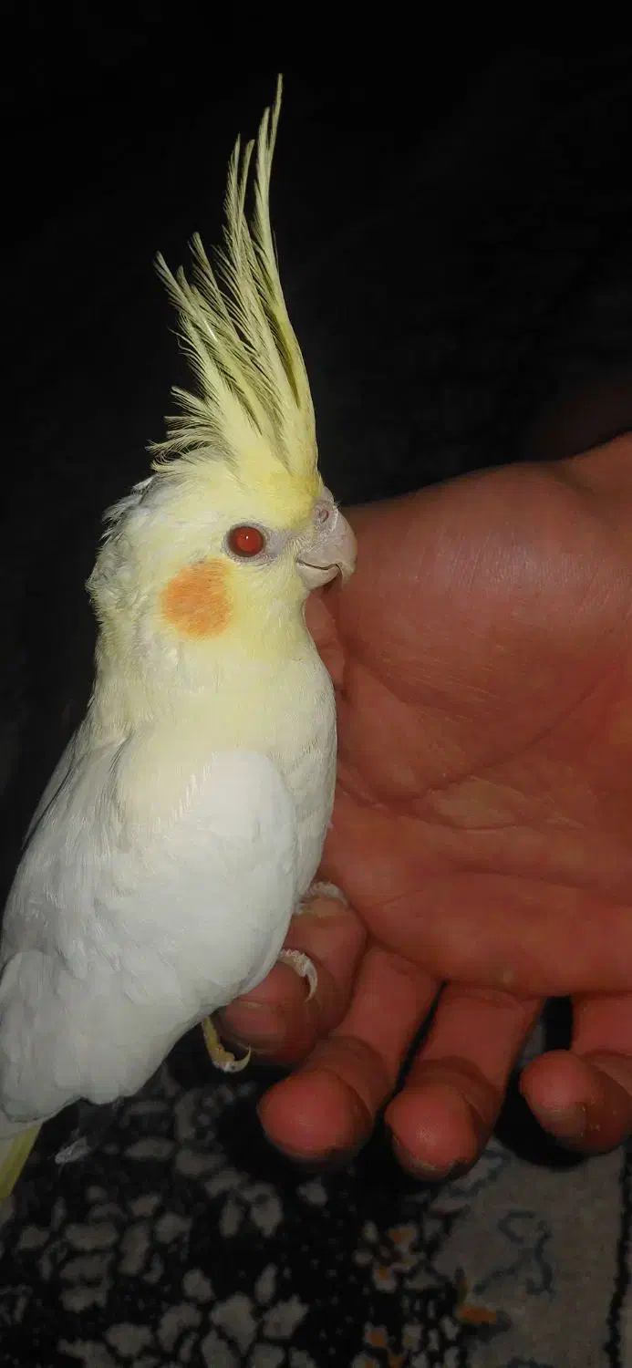 عروس هلندی لوتینو چشم شرابی|پرنده|قوچان, |دیوار