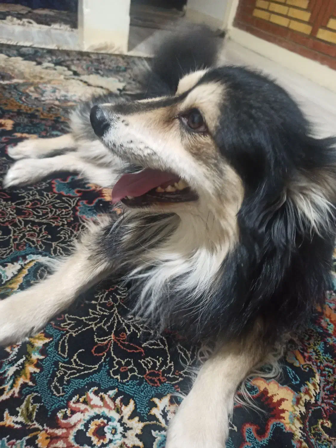 سگ گمشده|حیوانات|تهران, مسعودیه|دیوار