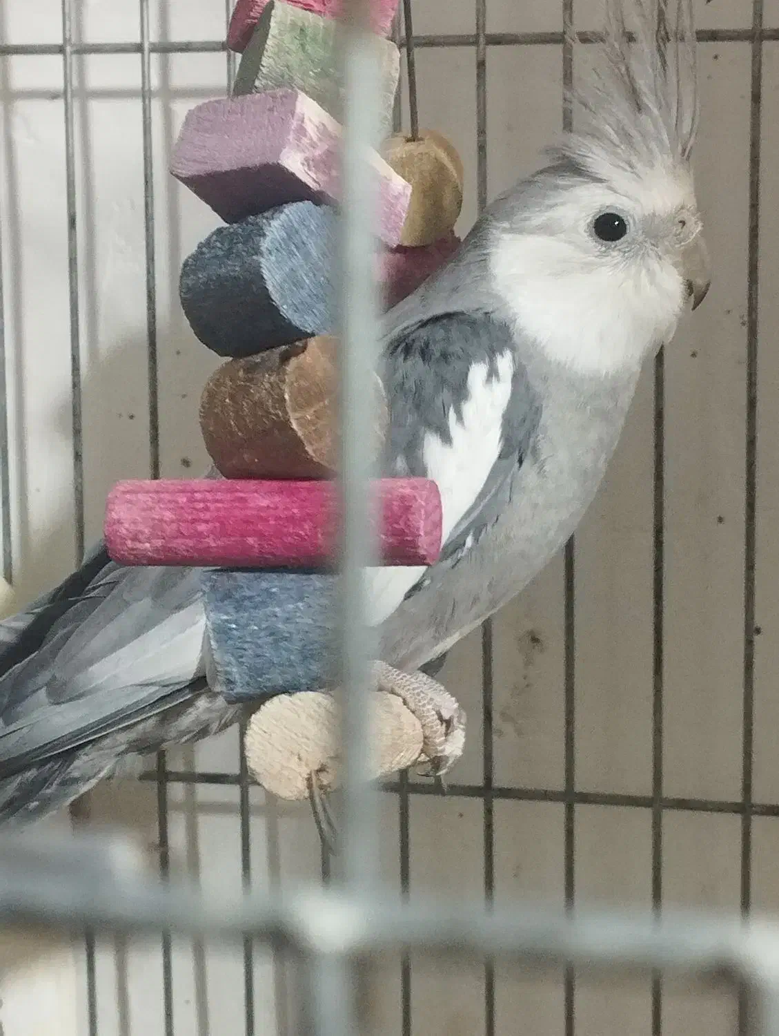 عروس هلندی صورت سفید|پرنده|ابهر, |دیوار