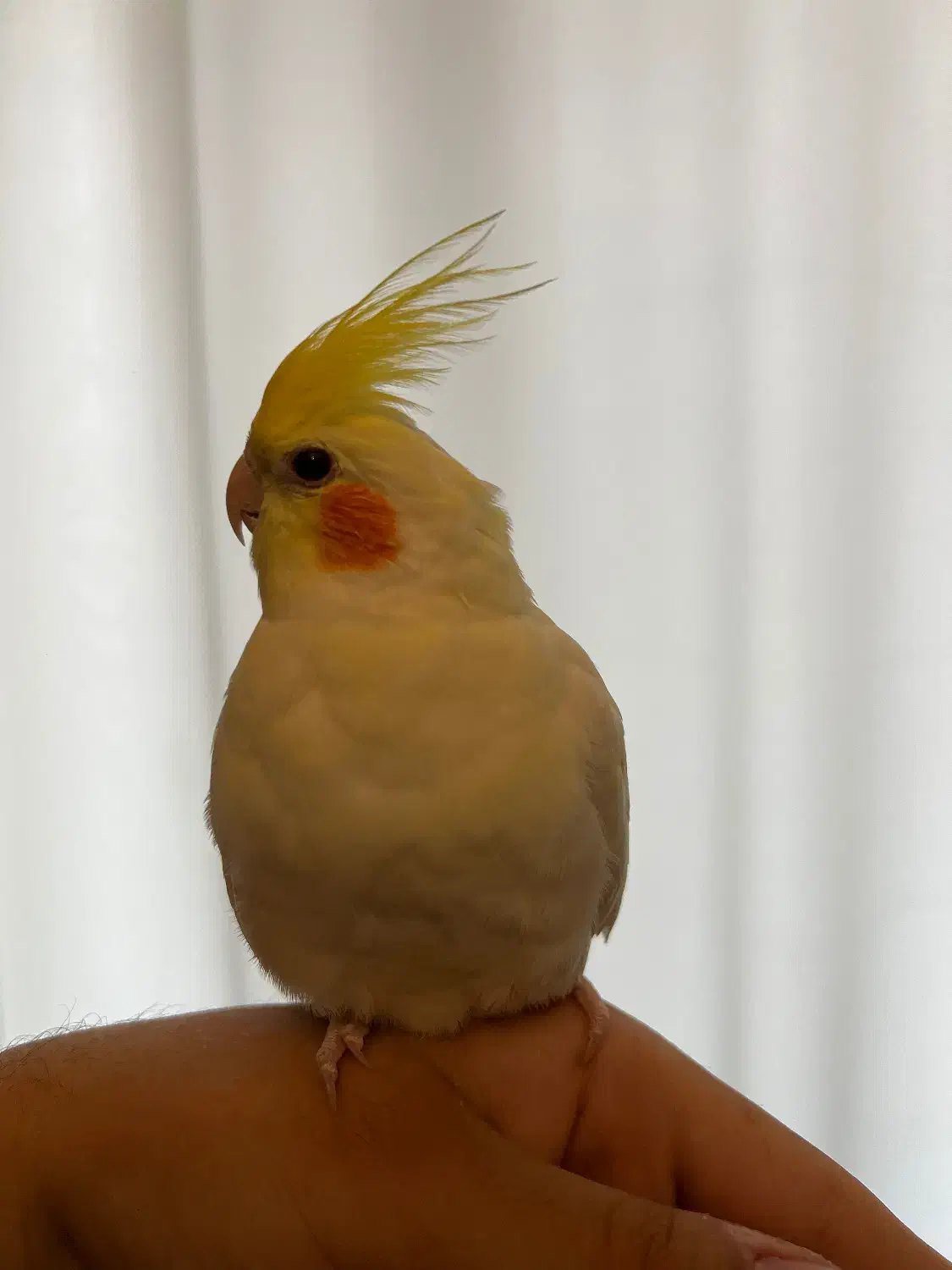 طوطی عروس هلندی|پرنده|لنگرود, |دیوار