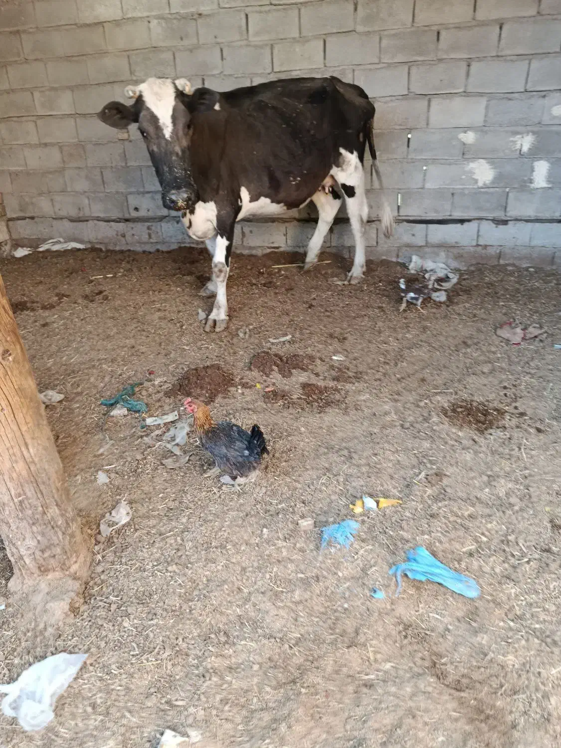 گاوخارجی|حیوانات مزرعه|خرمشهر, |دیوار