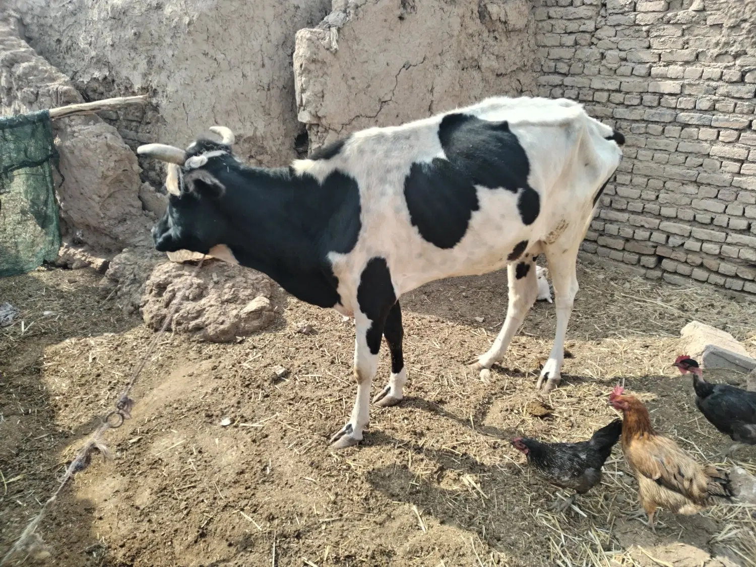 گاو|حیوانات مزرعه|سرخس, |دیوار