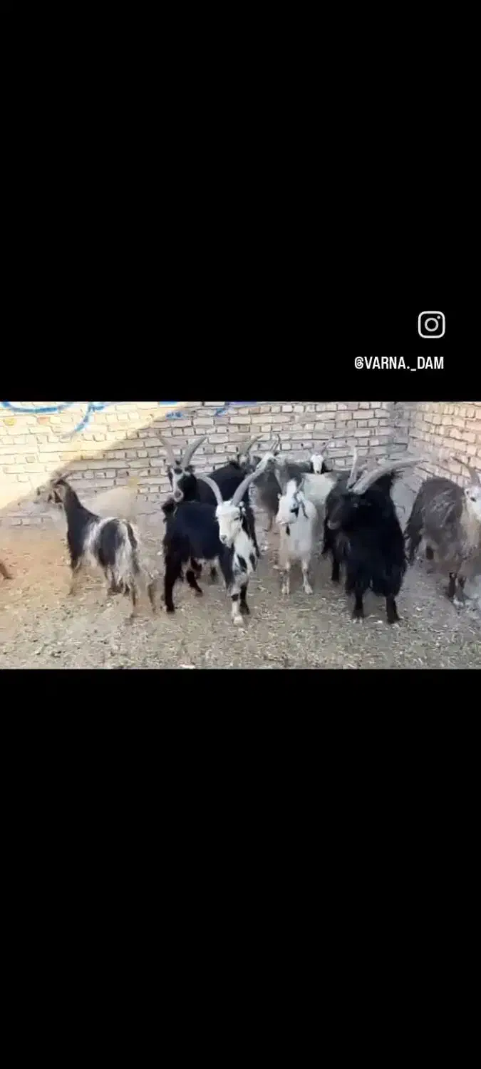 بز بزغاله بره میش قوچ|حیوانات مزرعه|جوادآباد, |دیوار