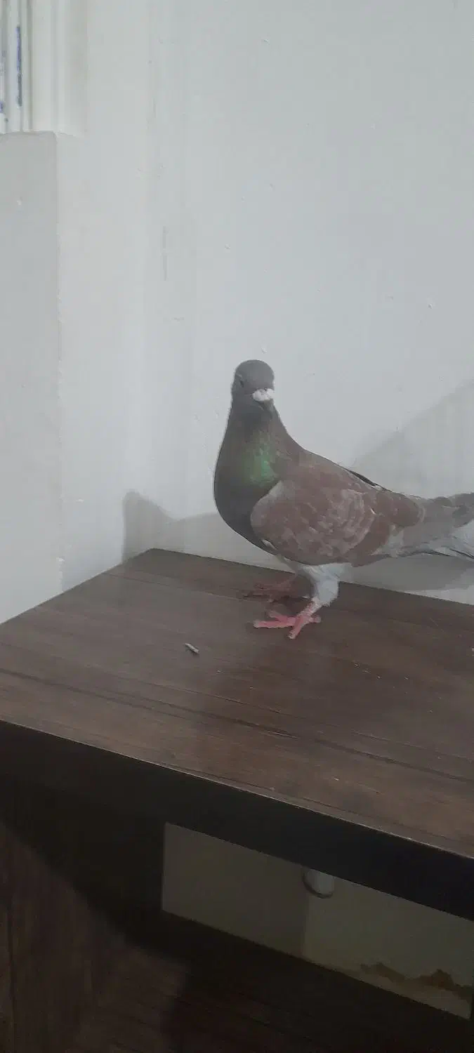 کبوتر پرشی|پرنده|اسفراین, |دیوار