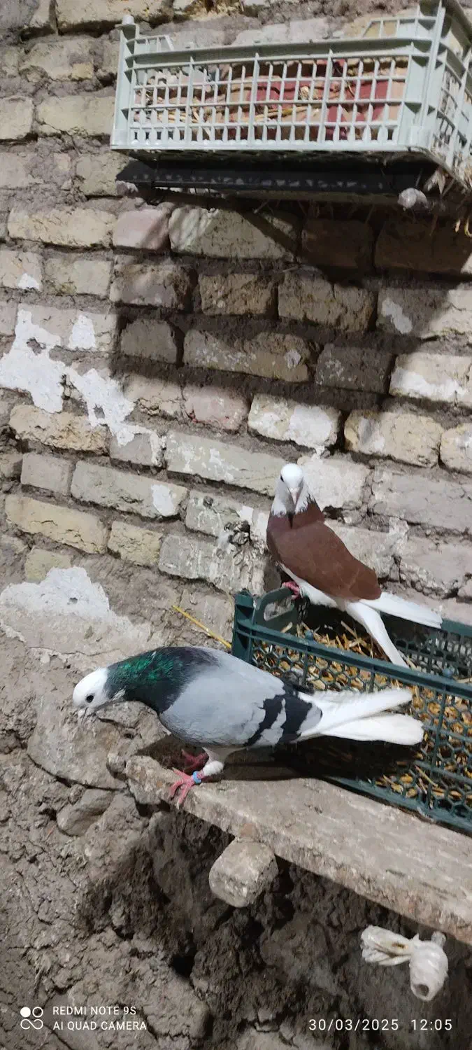 شازده آلیام|پرنده|ویلکیج, |دیوار