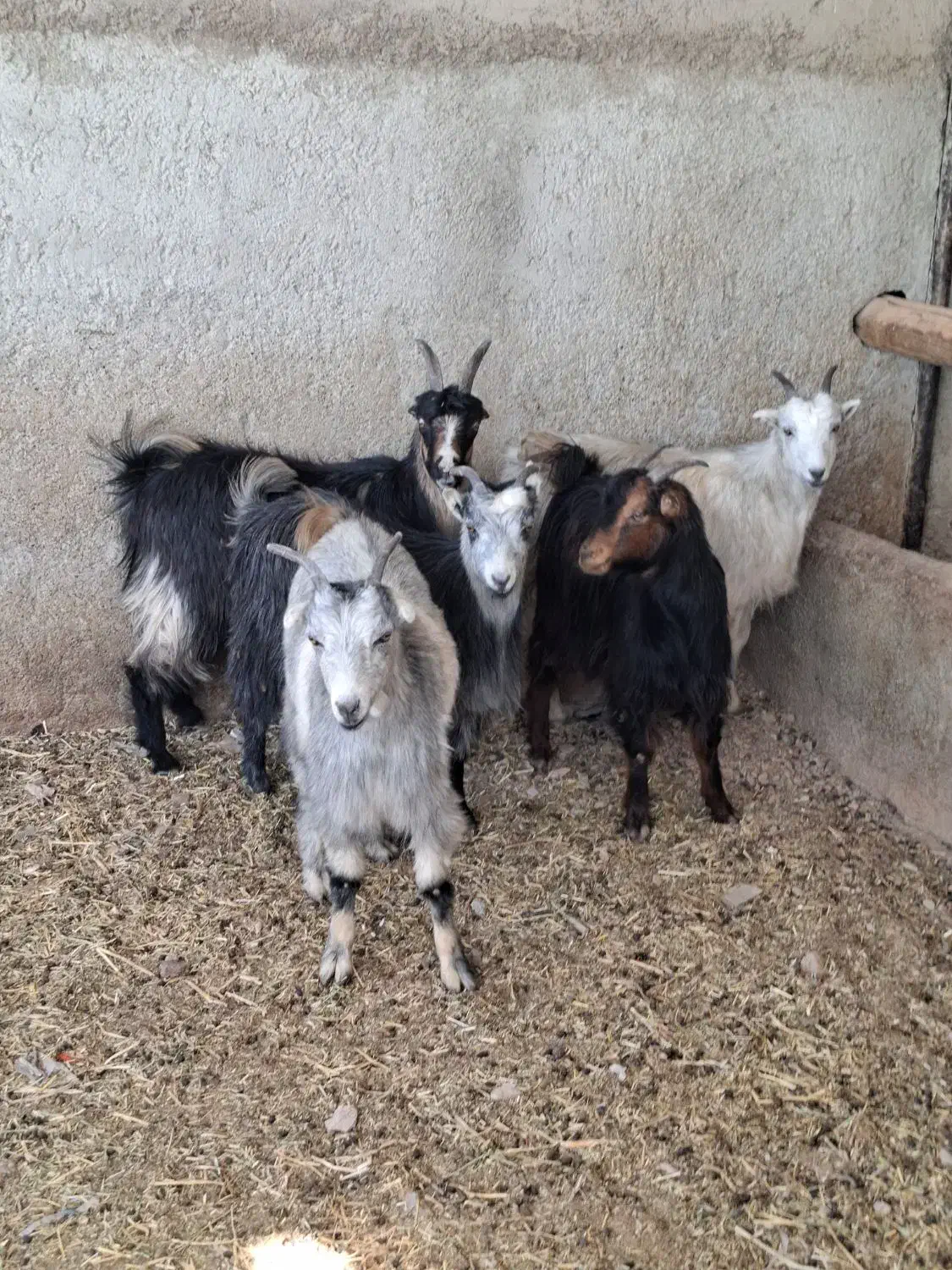 چپش بز وبزغاله|حیوانات مزرعه|پاکدشت, پاکدشت (مامازند)|دیوار