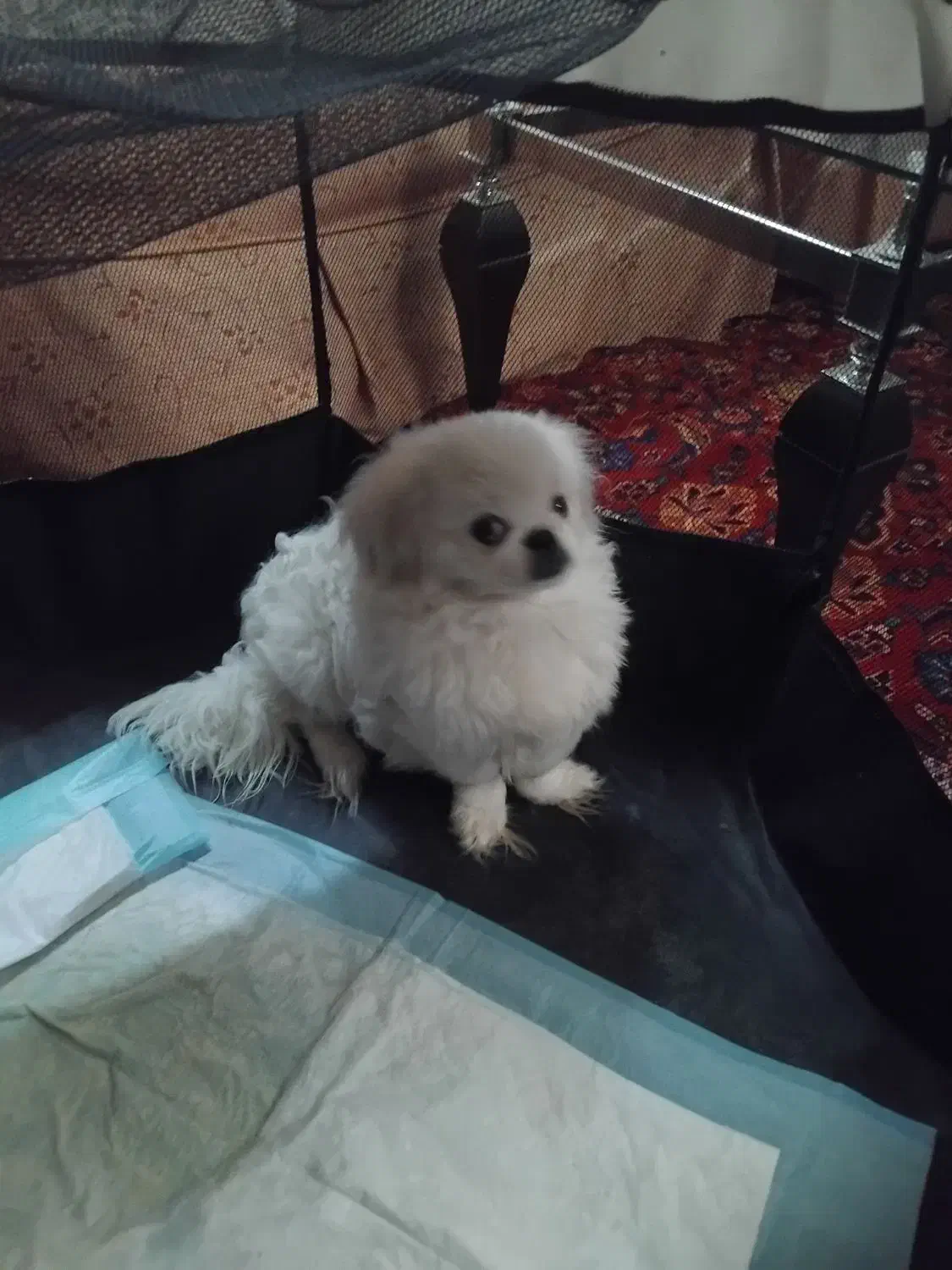 سگ پاکوتاه|سگ|همدان, |دیوار