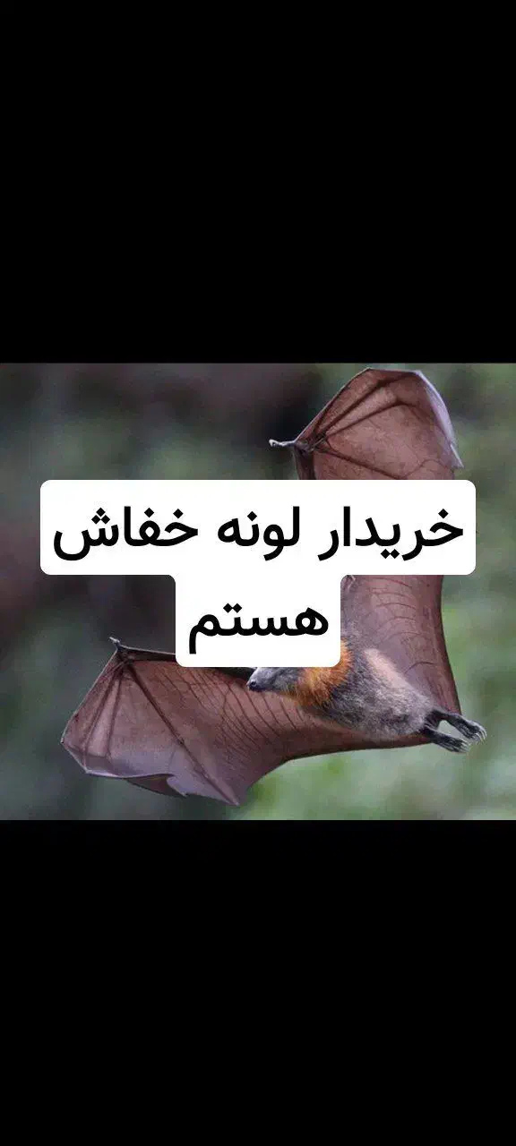کفتر پرنده|پرنده|بندرعباس, |دیوار