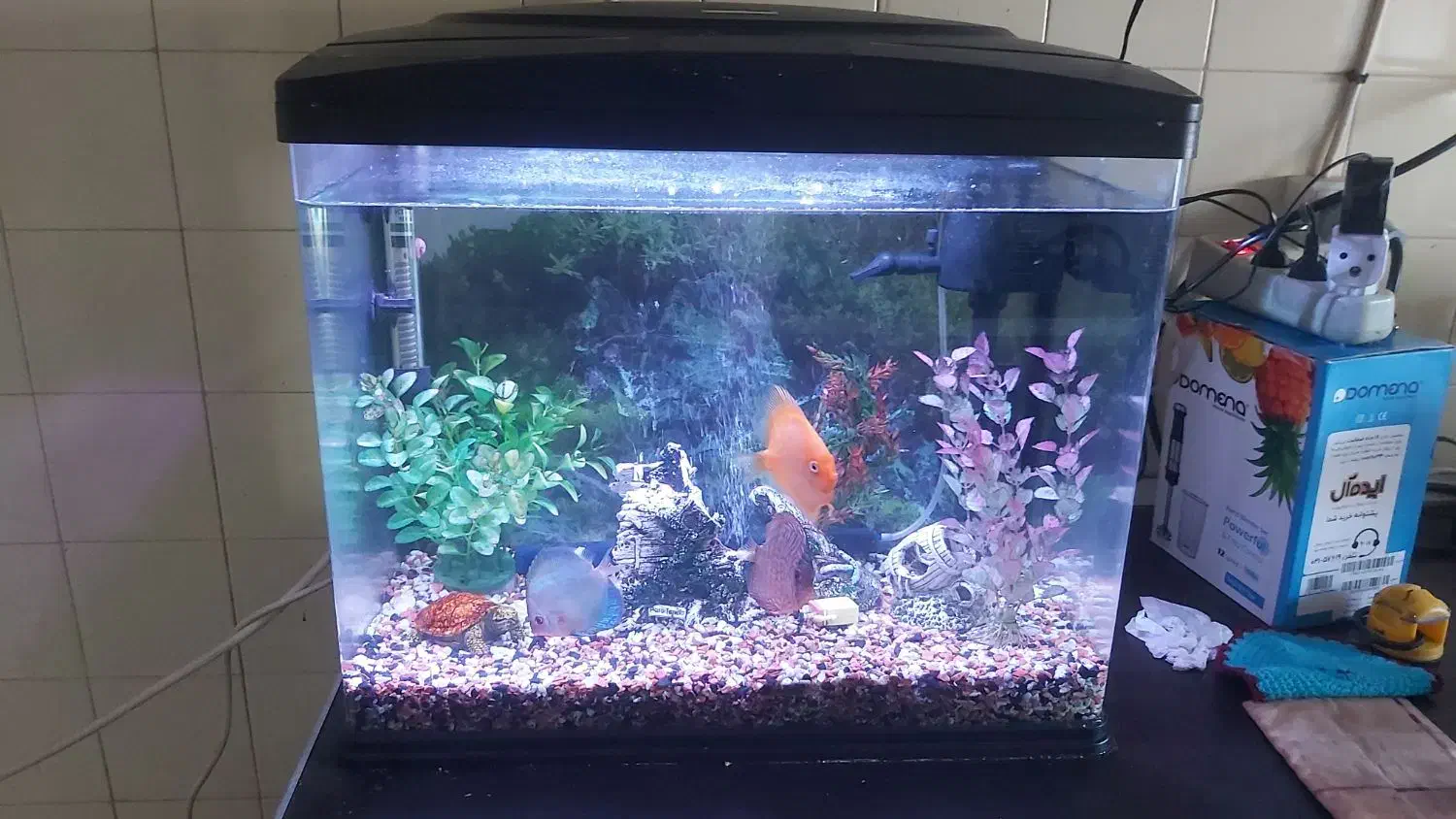 آکواریوم با قیمت فوق العاده|ماهی|رشت, آزادگان|دیوار