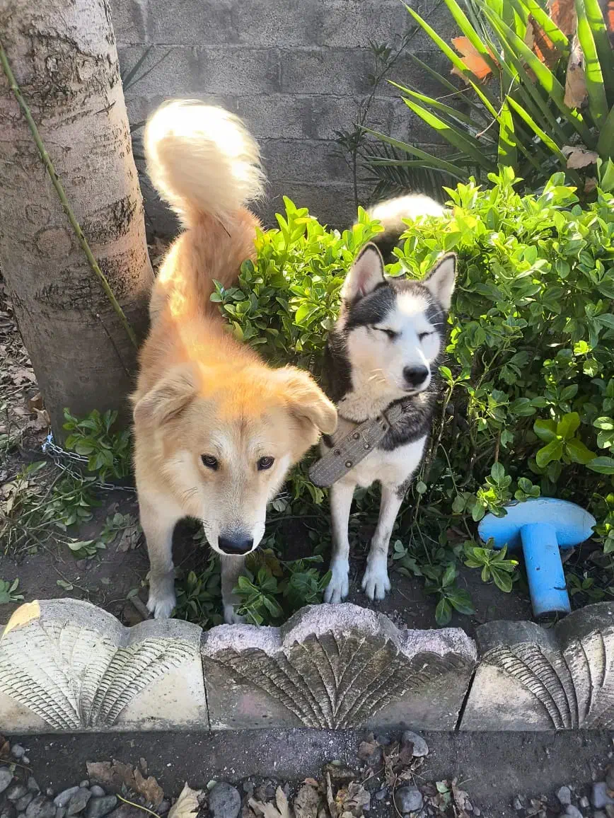 سگ فروشی|سگ|ماسال, |دیوار