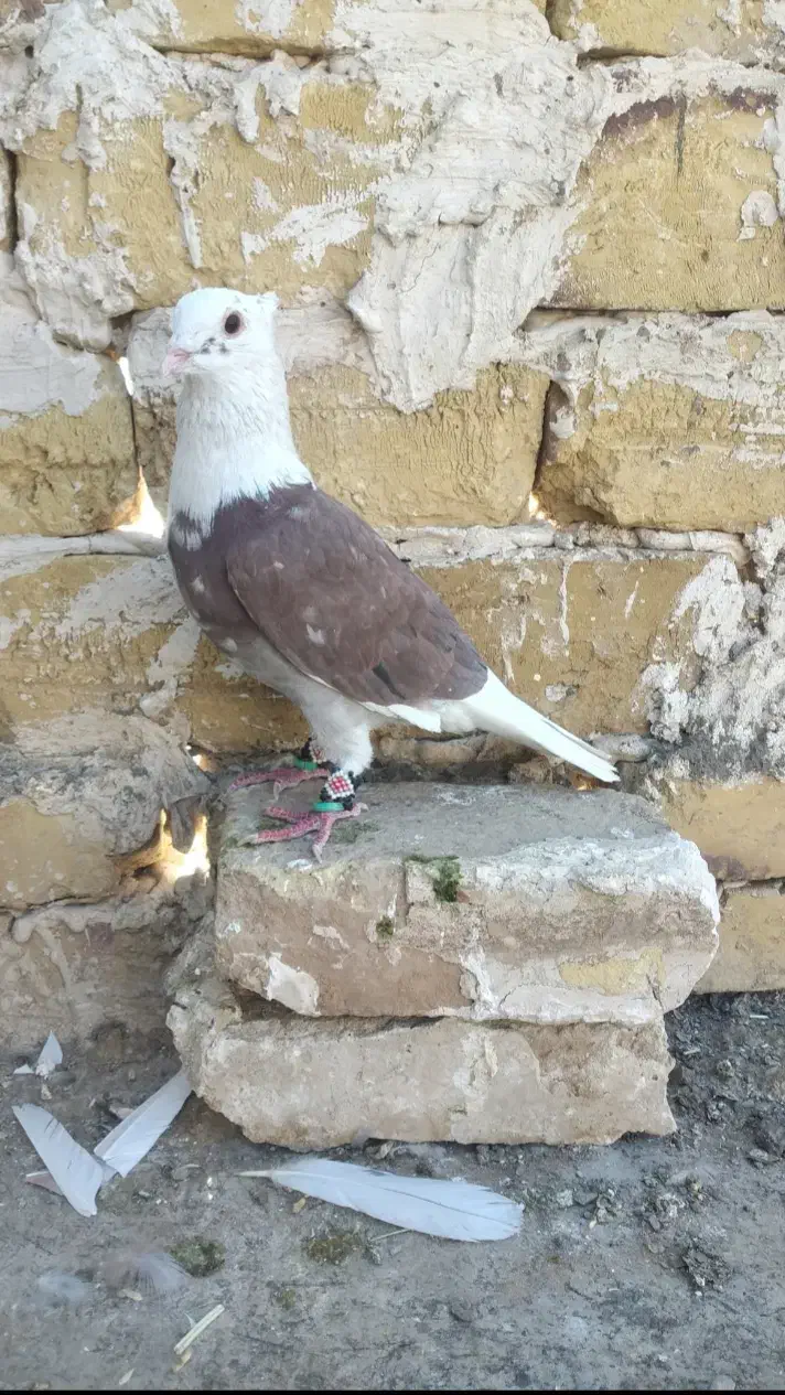 کفتر یا کبوتر|پرنده|تربت‌حیدریه, پائین ولایت|دیوار