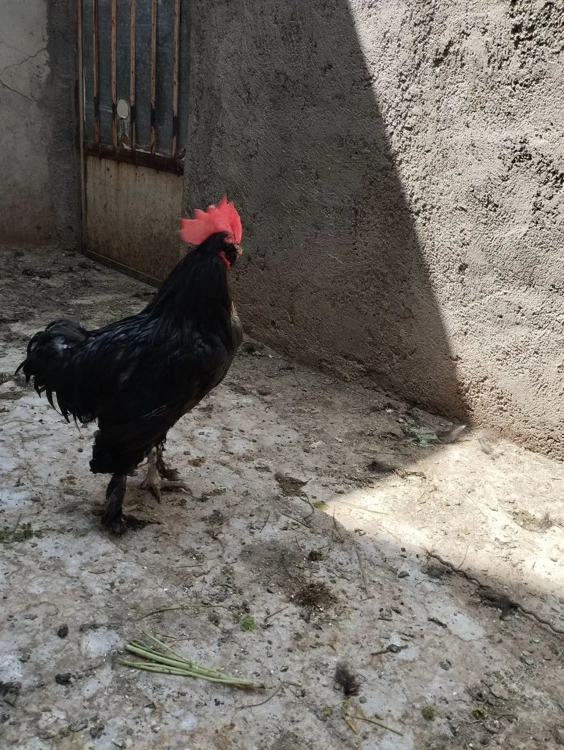 خروس سیاه جوان اصیل مرندی|حیوانات مزرعه|قم, عمار یاسر|دیوار