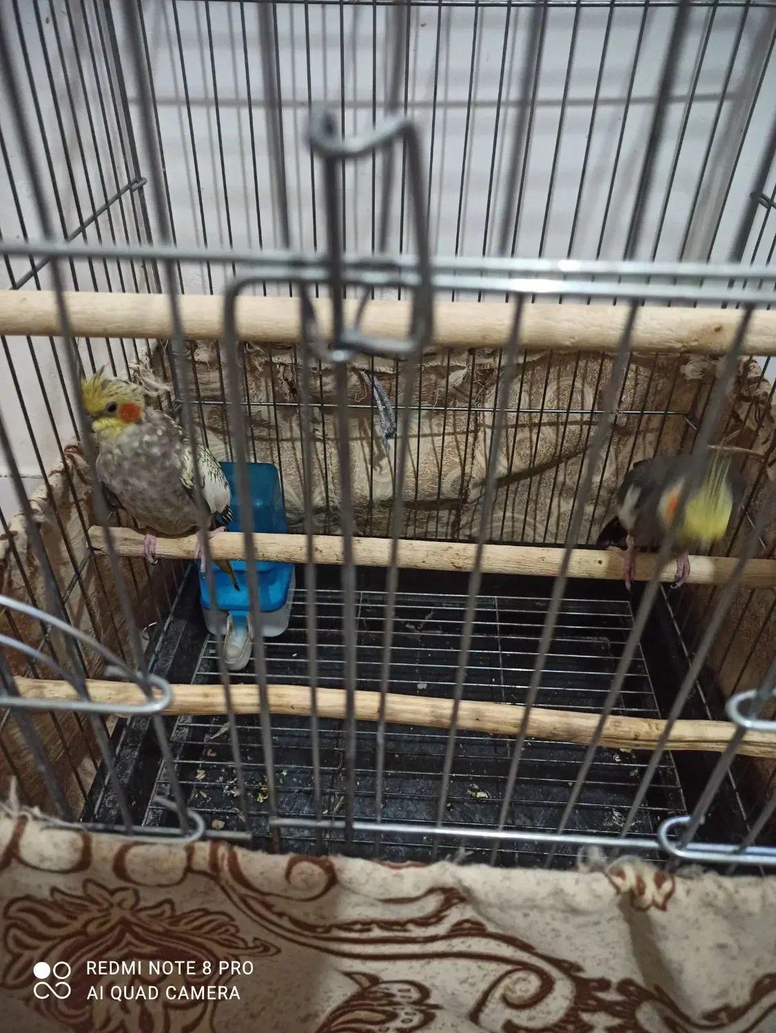 فروش عروس هلندی|پرنده|اشنویه, |دیوار