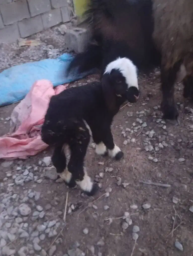 بره شیری|حیوانات مزرعه|دهدشت, |دیوار