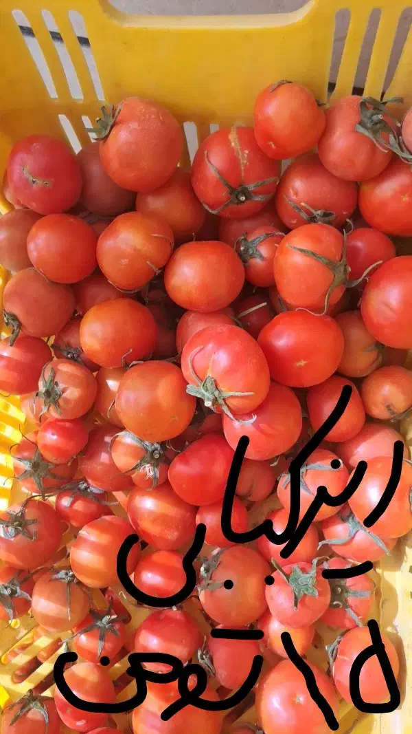 گوجه|خوردنی و آشامیدنی|قهدریجان, |دیوار