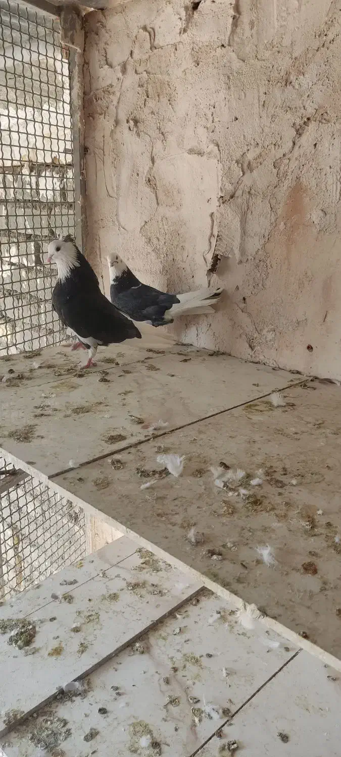 کبوتر شازده مشکی|پرنده|خمینی‌شهر, |دیوار