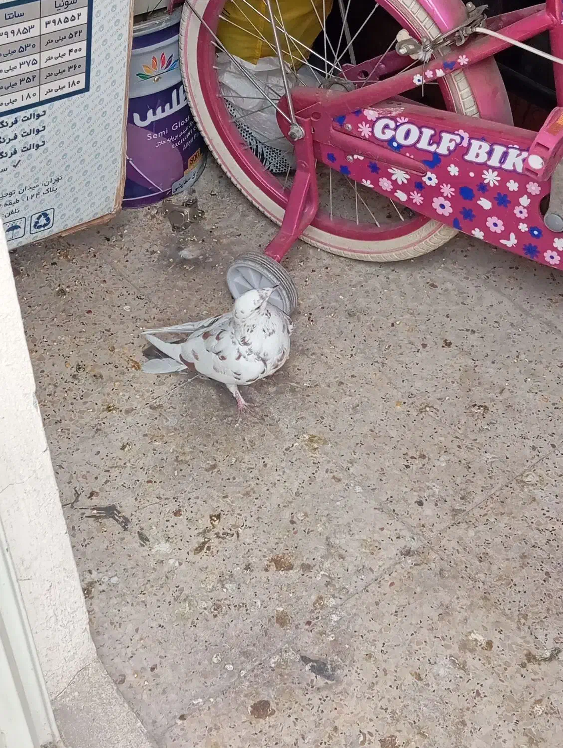 کبوتر گمشده|حیوانات|گلستان (تهران), |دیوار