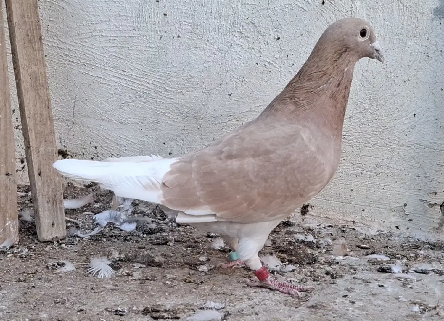 پلاکی رنگ|پرنده|بندر ماهشهر, |دیوار