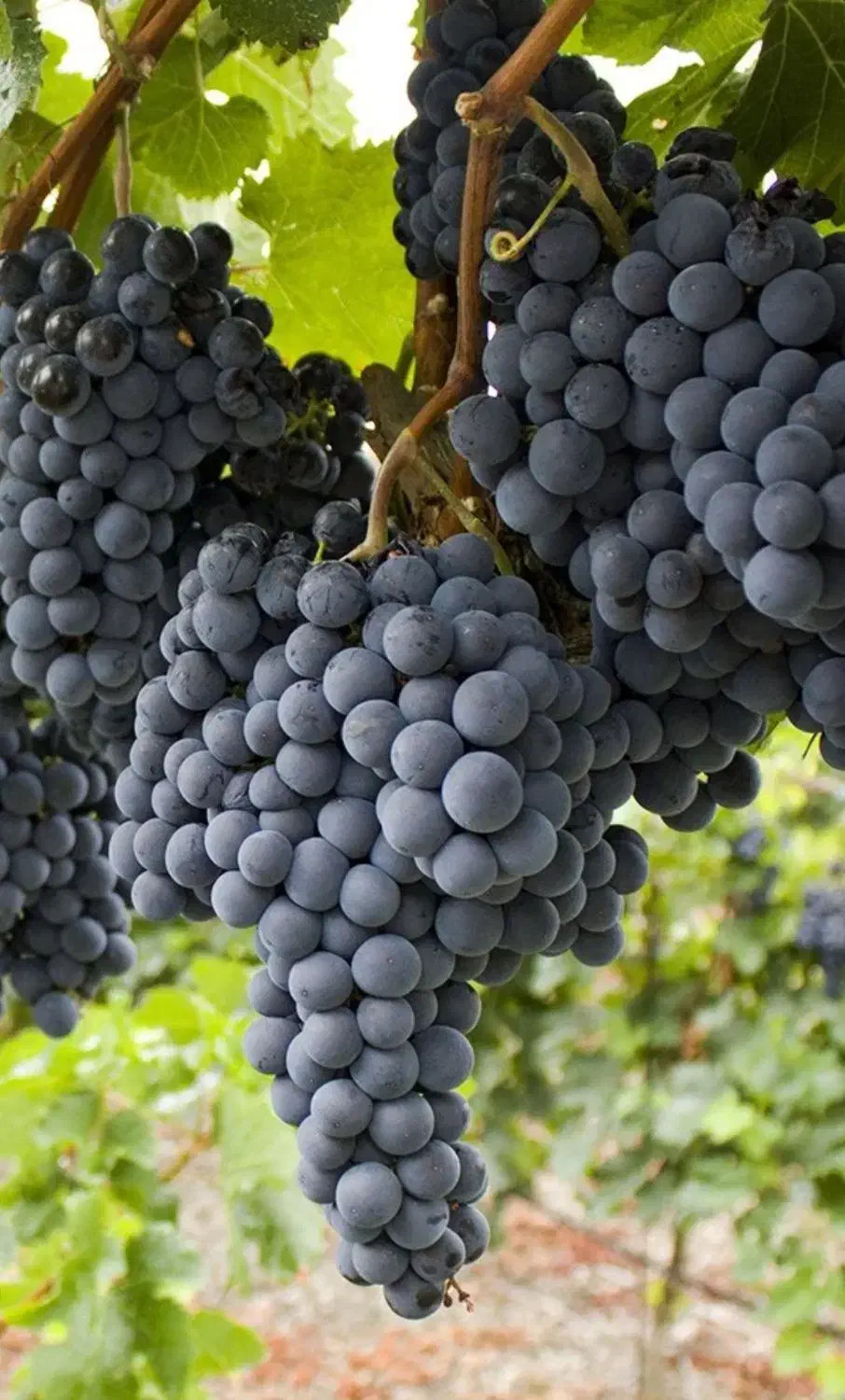 باغ انگور|فروش زمین و ملک کلنگی|دلبران, |دیوار