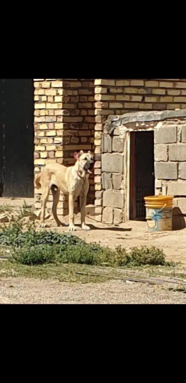 سرابی نر|سگ|حلب, |دیوار