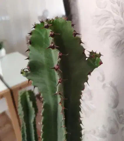 گل کاکتوس گیاه آپارتمانی|گل و گیاه طبیعی|کرج, کمال‌شهر|دیوار