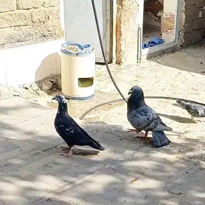 قرسیاه شاخ دار طاووسی ناب|پرنده|داراب, |دیوار