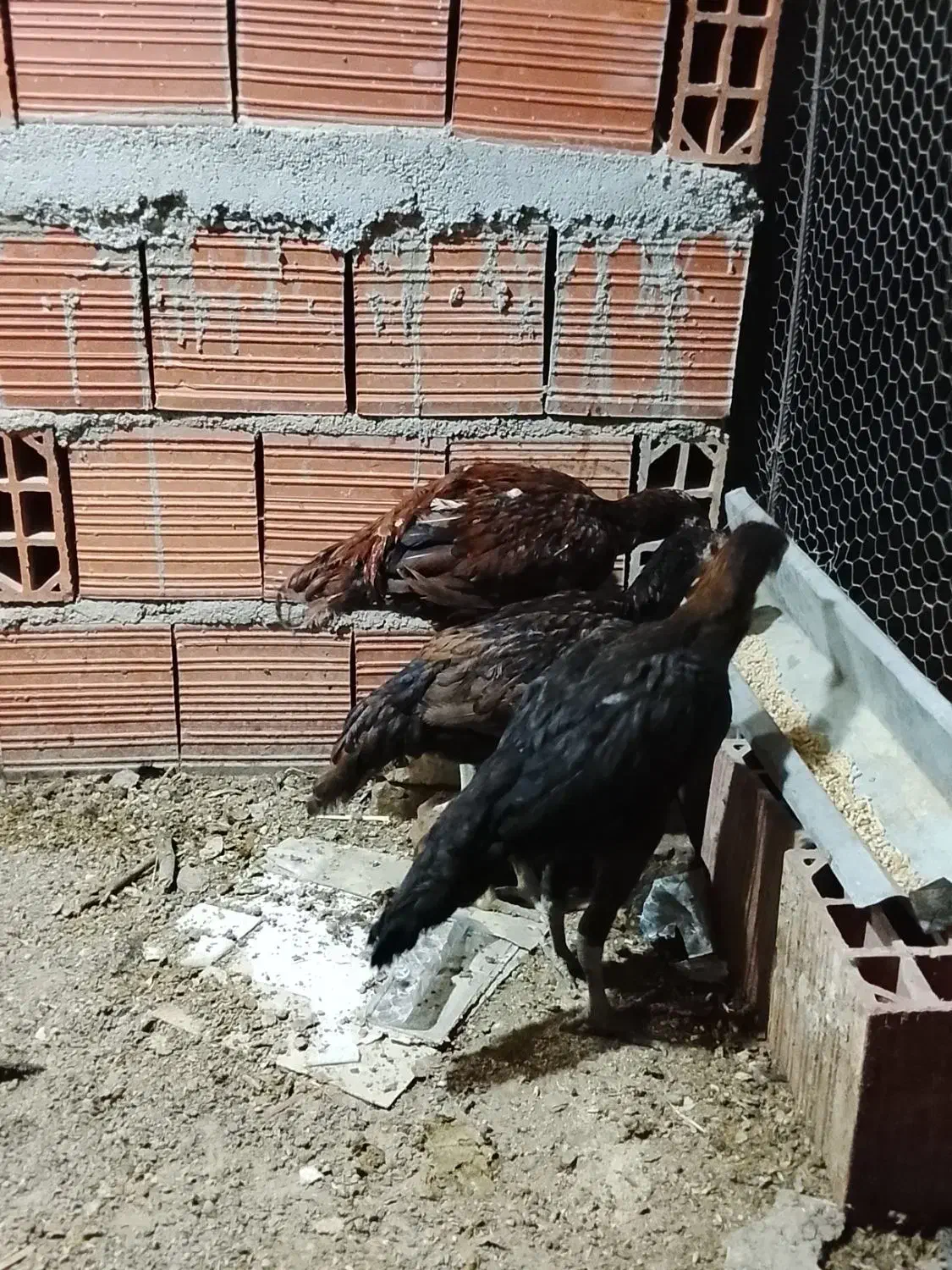 مرغ و خروس لاری|حیوانات مزرعه|کردکوی, |دیوار