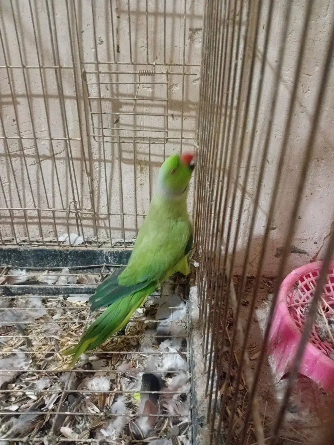 طوطی ملنگو نر مست|پرنده|تربت جام, مطهری|دیوار