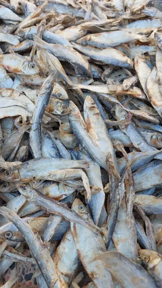 ماهی مهوه|ماهی|لار, |دیوار