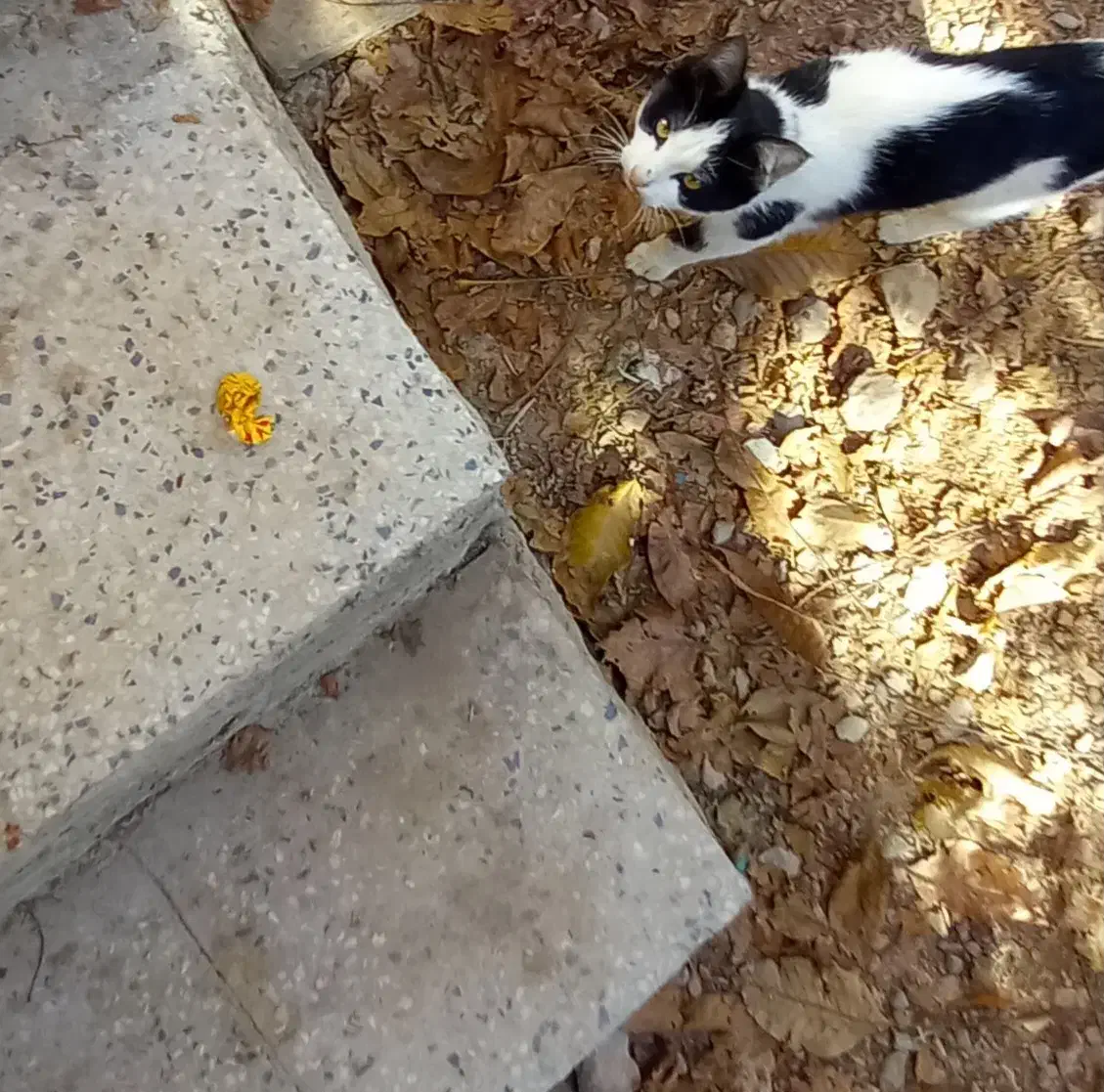 واگذاری بچه گربه  نژاد تاکسیدو|گربه|شاهین‌شهر, مسکن مهر|دیوار