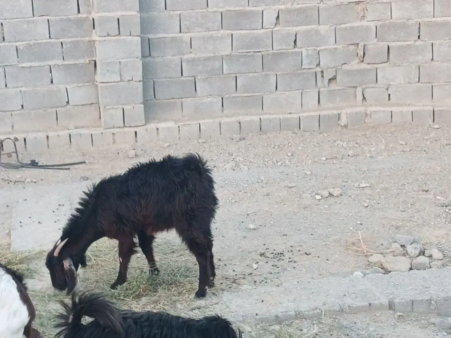 فروش گوسفند محلی|حیوانات مزرعه|رودخانه, |دیوار