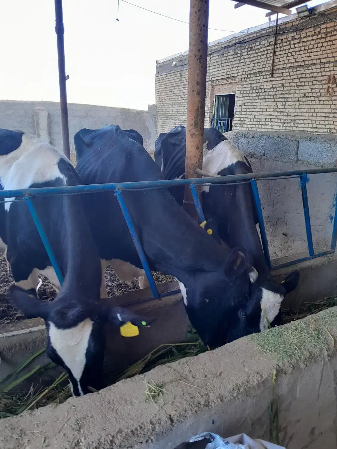 با سلام ۷ راس گاو شیری بفروش میرسد|حیوانات مزرعه|سبزوار, قصبه غربی|دیوار