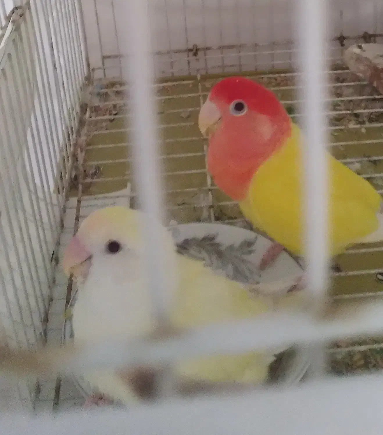 برزیلی کارداده|پرنده|ارومیه, |دیوار