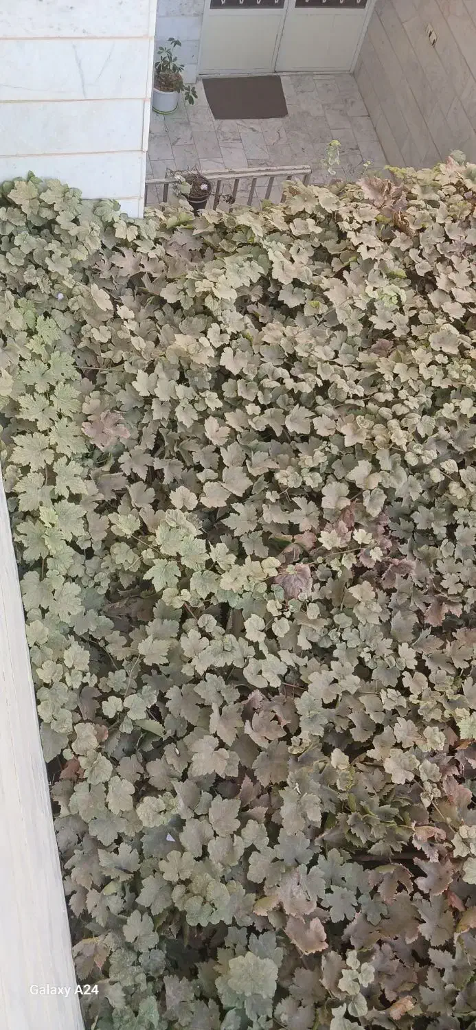 خانه ویلایی ۳واحد ومغازه سنددار۱۳۰متر|فروش خانه و ویلا|محمدشهر, جعفرآباد|دیوار