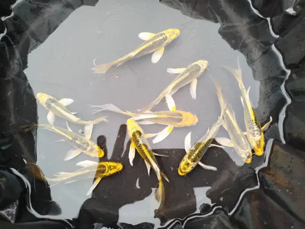 ماهی کوی آکواریومی|ماهی|شهرکرد, |دیوار