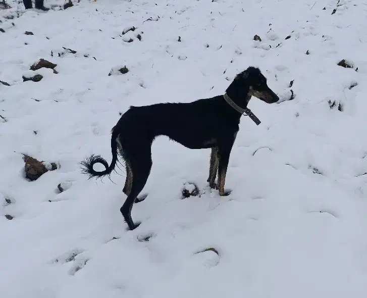 توله تازی|سگ|مشکیندشت, |دیوار