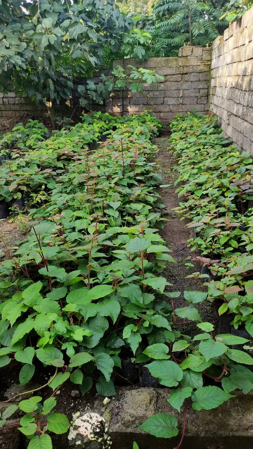 نهال کیوی تلخ|گل و گیاه طبیعی|چوبر, |دیوار