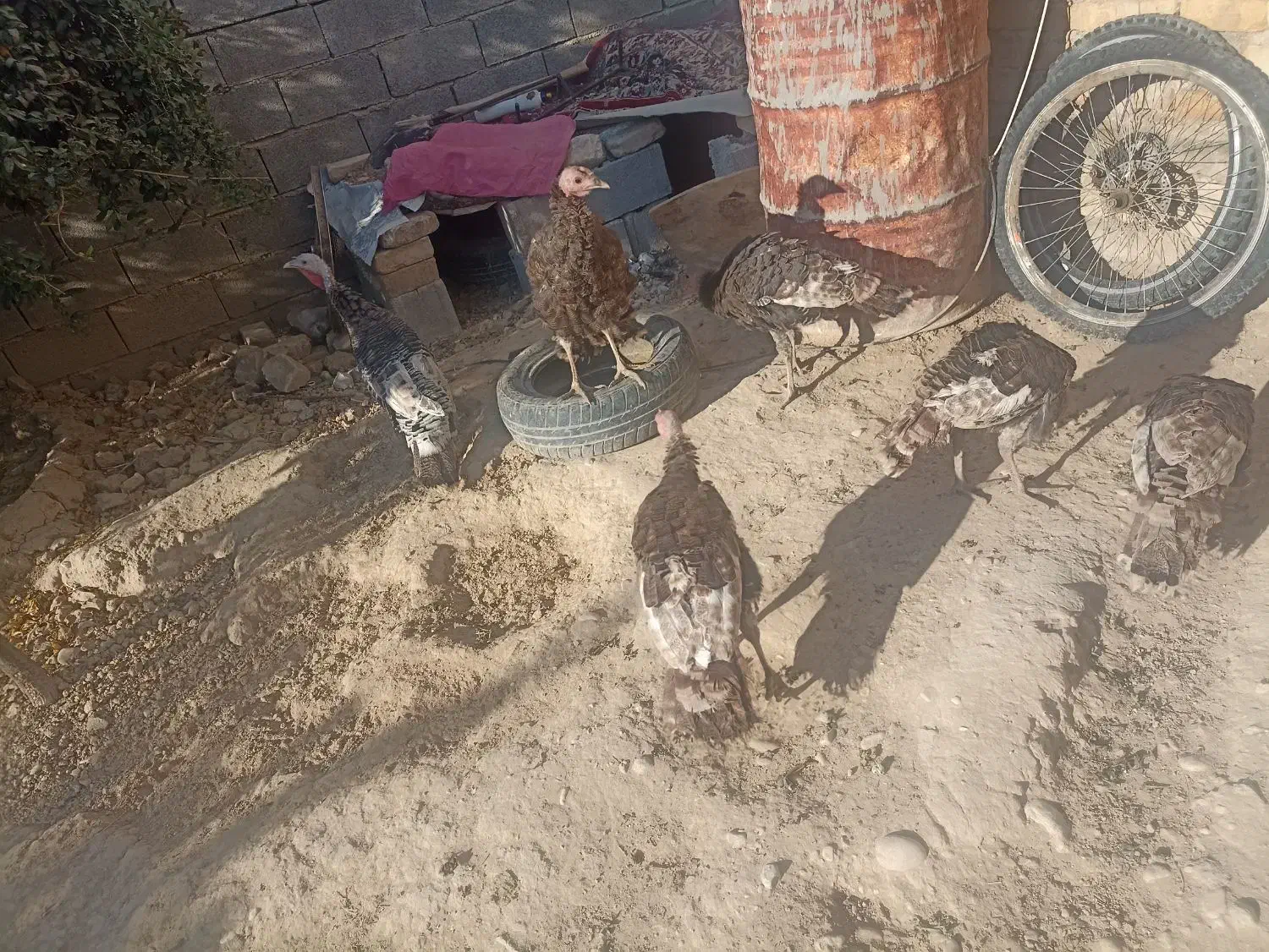 بوقلمون|حیوانات مزرعه|فسا, |دیوار