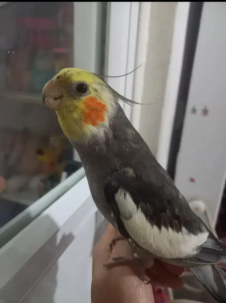 پذیرفتن پرنده واگذاری|پرنده|شهریار, کهنز|دیوار