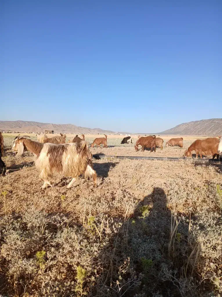 بز داشتی و کشتی|حیوانات مزرعه|کوهدشت, |دیوار