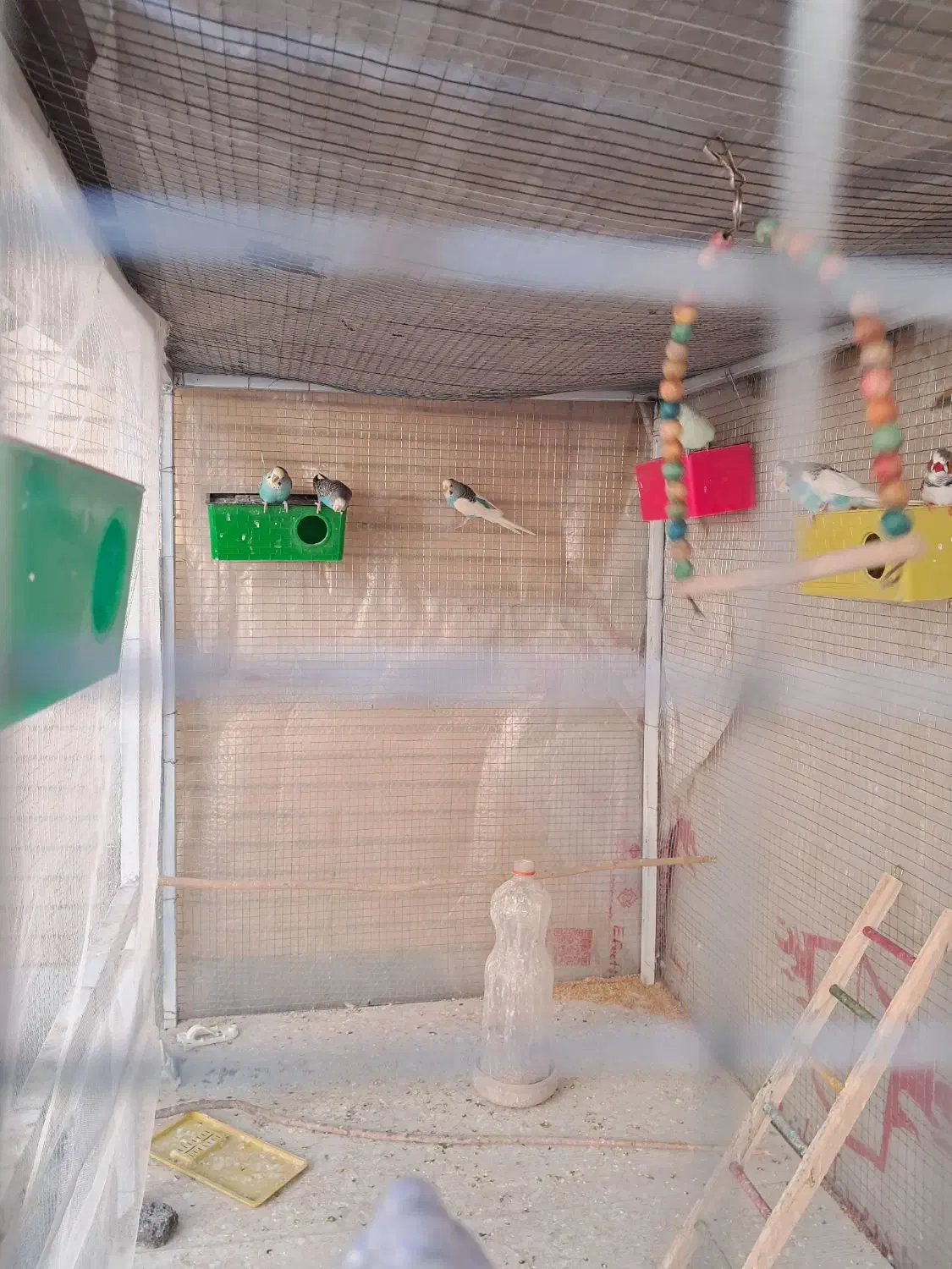 مرغ عشق رنگین کمانی|پرنده|شاهین‌شهر, شهرک گلدیس|دیوار