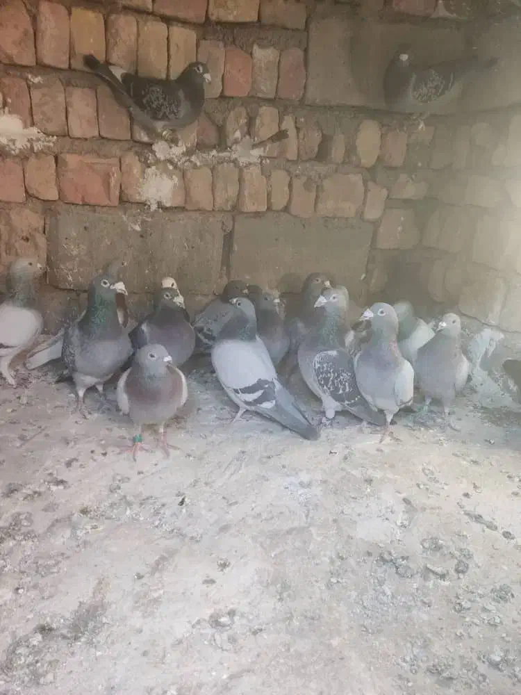 کبوتر نر|پرنده|بهشهر, |دیوار