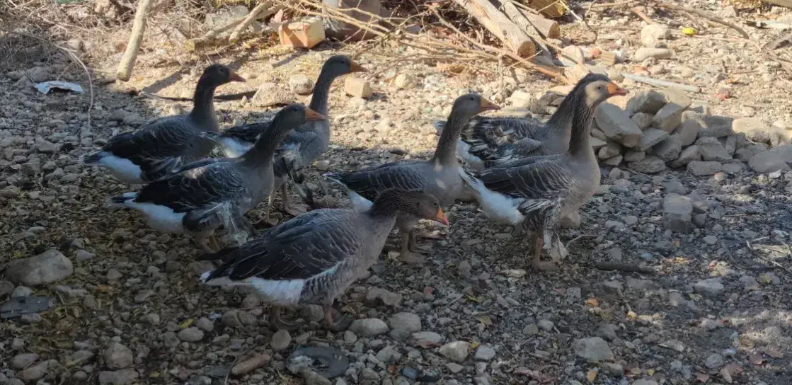 غاز محلی|حیوانات مزرعه|شیراز, بید زرد|دیوار